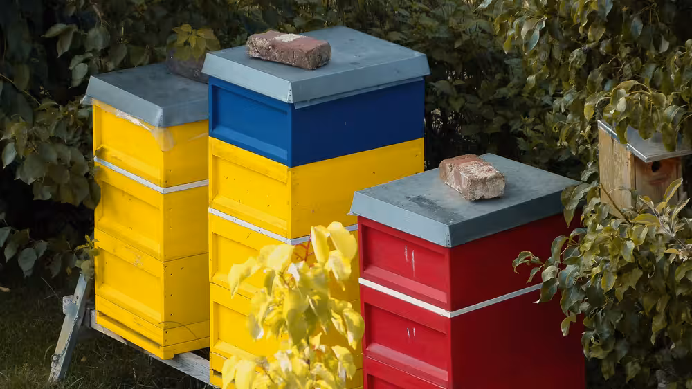 Drei Bienenstöcke auf einem Stockbock in einem Naturumgeben Ort. Die Stöcke sind Gelb Blau und Rot. Von Links Rechts und Hinten sind die Bienen von Pflanzen und Bäumen umgeben. 